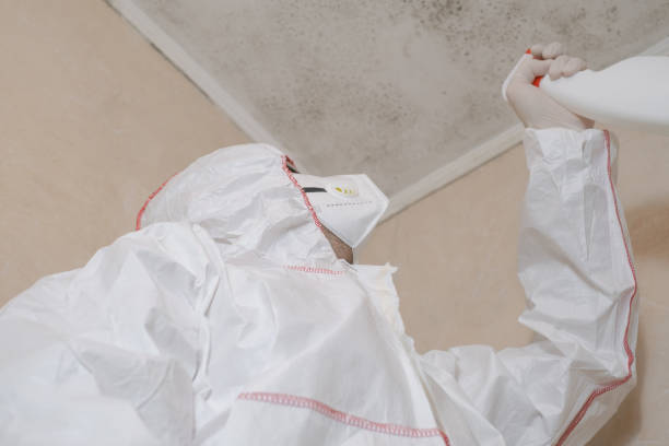 Best Insurance-Related Mold Remediation in Medicine Lodge, KS